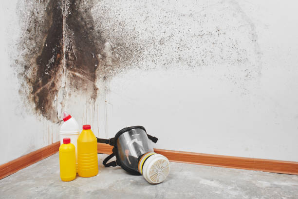 Best Commercial Mold Removal  in Port Clinton, OH