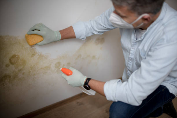 Best Toxic Mold Removal  in Port Clinton, OH