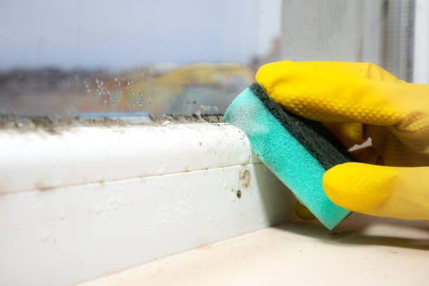 Best Residential Mold Removal  in Port Clinton, OH